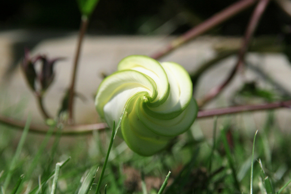 Moonflower Bud