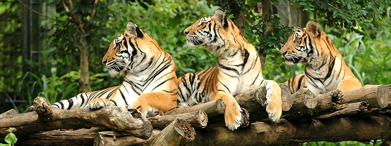 Tigers Three