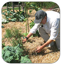 Caring for Garden Cont