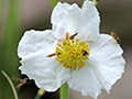 White Flower Three Bees