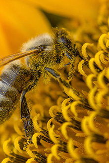bee pollen
