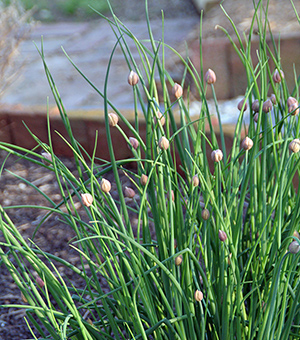 chive buds