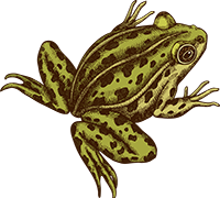 frog