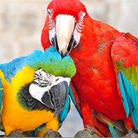 Parrots