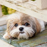 Shih Tzu