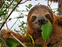 sloth with leaf