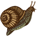 snail