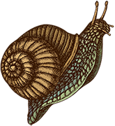snail