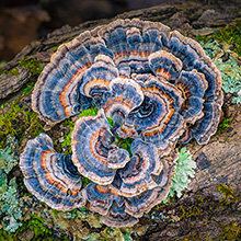 tree fungus