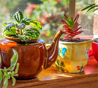 windowsill pots