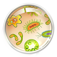 microbes magnifier