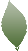 leaf cutout