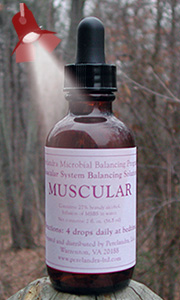 Muscular Solution