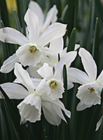 daffodils