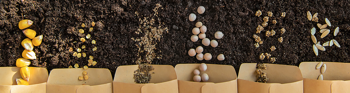 _seeds-on-soil_1200x320