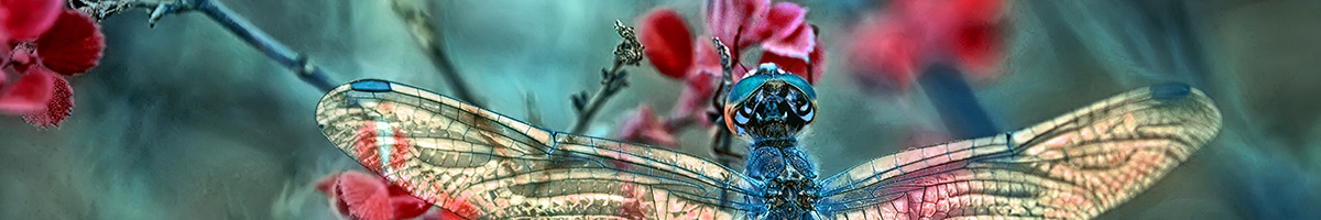 _dragonfly-wings-red_12x2