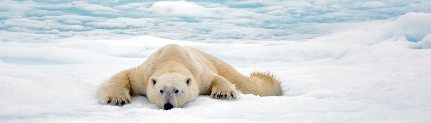 polar-bear-on-ice-floe_1400x400