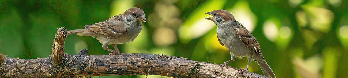 sparrows-talking_1200x270