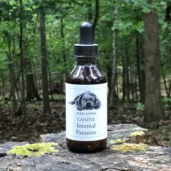 Canine Internal Parasites