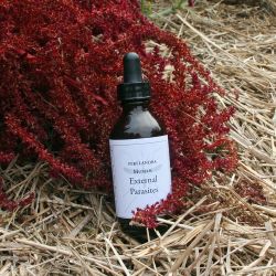 Human External Parasites