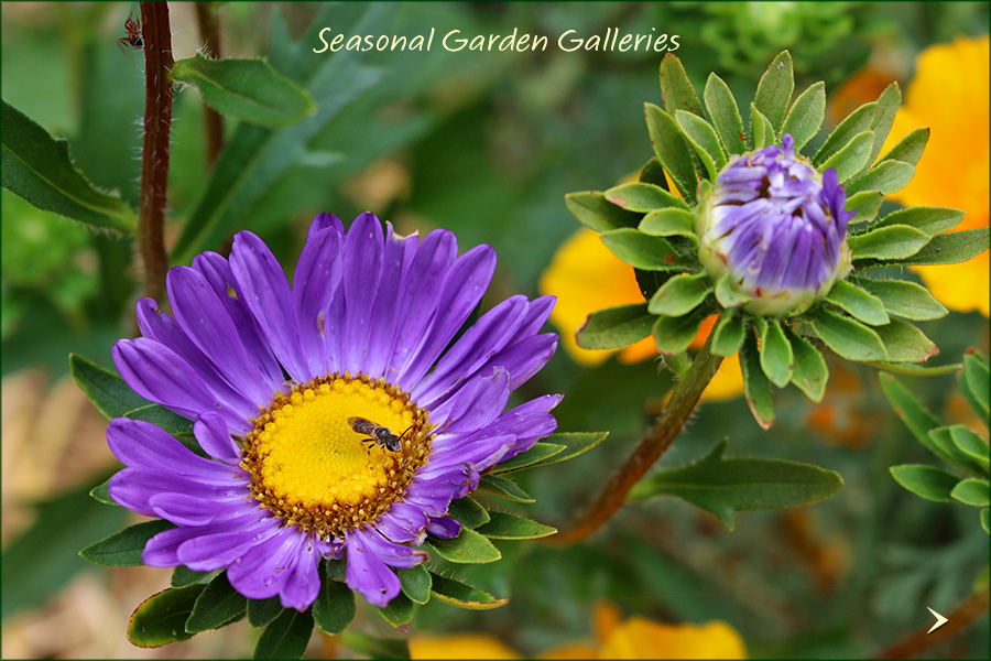 Seasonal-Galleries_4Sep25_900x600