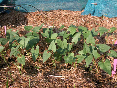 0304_week_35_3-2_500