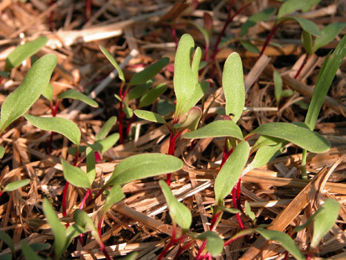 0304_week_35_3-3_500