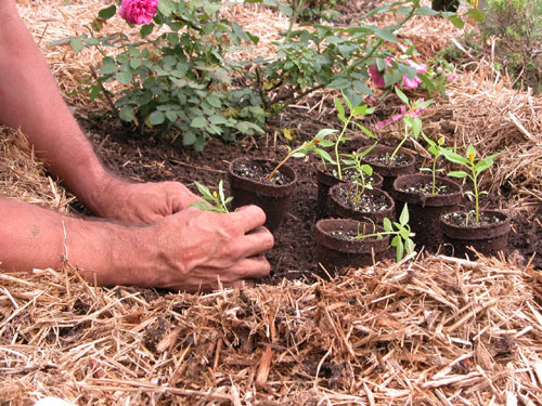 0304_week_35_5-2_500