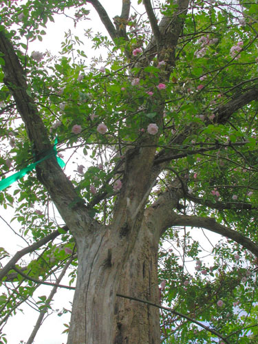 0405_week_10_2_500-3