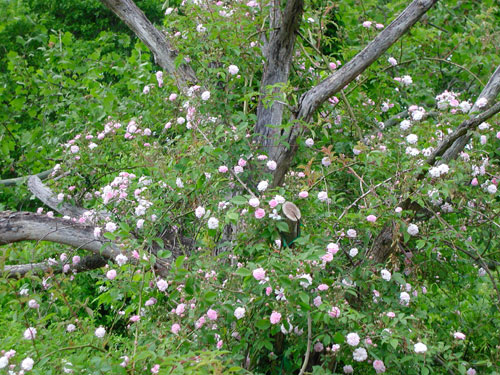 0405_week_10_2_500-4