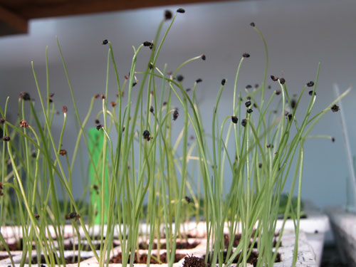 0506_week_28_5-2_500