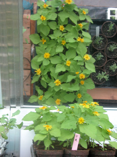 0506_week_30_3-1_500