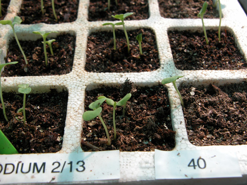 0506_week_23_3-2_500