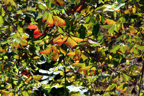 0607_week_52a_3c_500