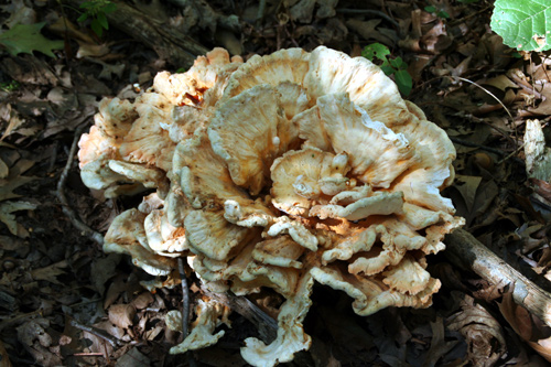 0607_week_52a_4a_500