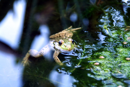 0607_week_52a_6a_500