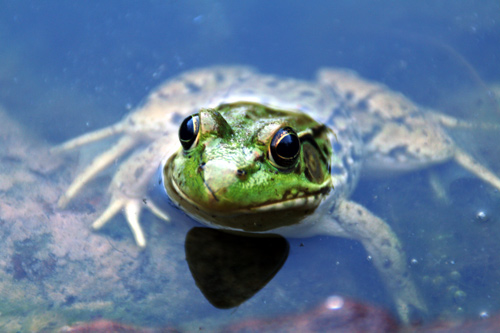 0607_week_52a_6b_500