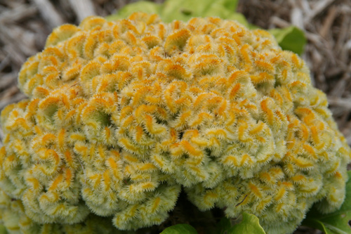 0708_week_45_10c_500