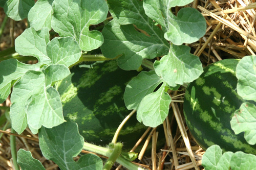 0708_week_45_12a_500