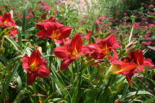 0809_week_51_11a_500