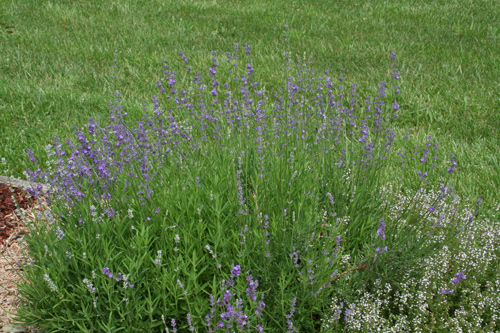 0809_week_51_11b-ly_500