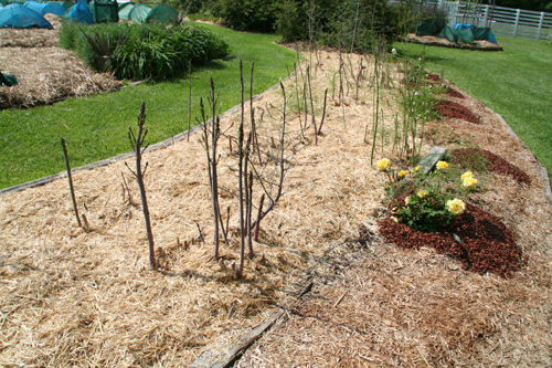 0809_week_51_2d-ly_500