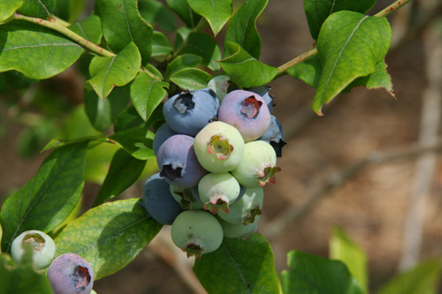 0809_week_51_2f-ly_500