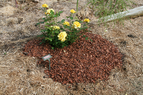 0809_week_51_3b-ly_500