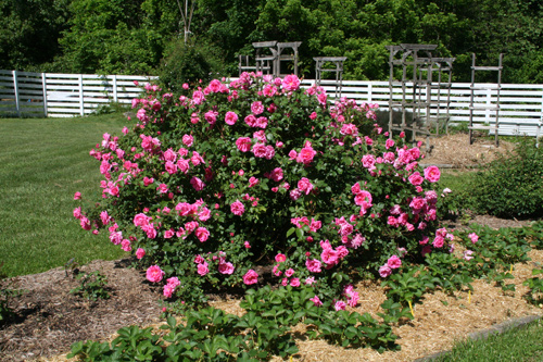 0809_week_51_3d-ly_500