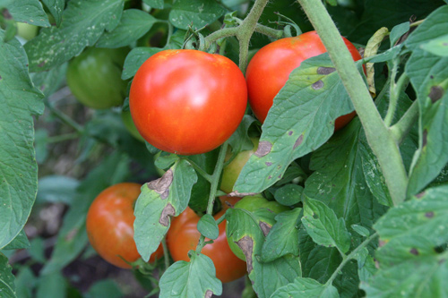 0809_week_51_4d-ly_500