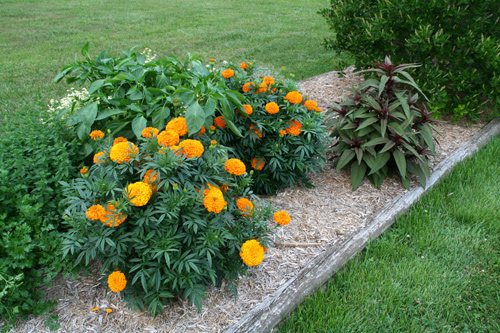 0809_week_51_5a-ly_500