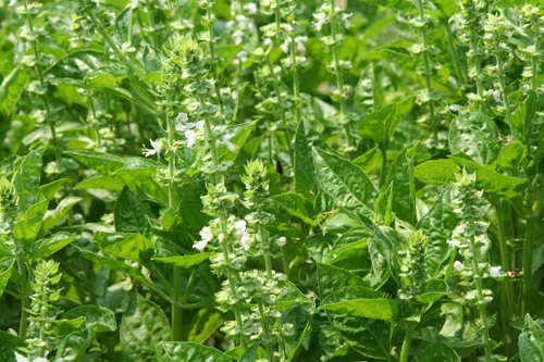 0809_week_51_5b-ly_500