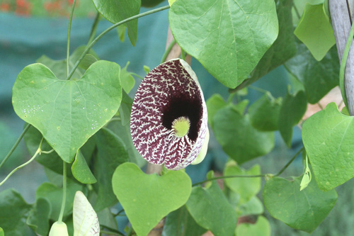 0809_week_51_5c-ly_500