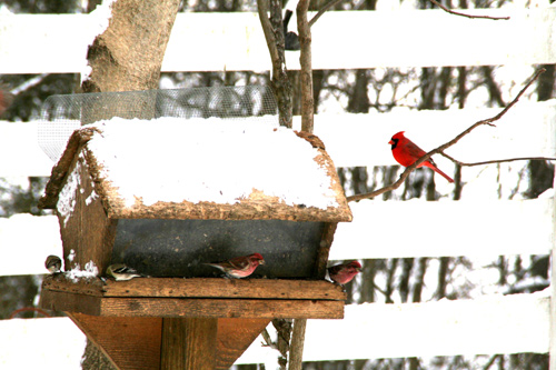 0809_week_51_6a-ly_500